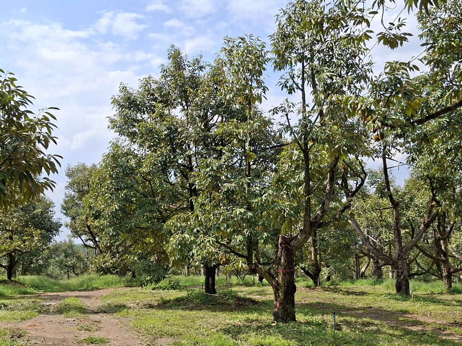 title - ผู้ตรวจราชการ ส.ป.ก. ประชุมตรวจราชการและติดตามความก้าวหน้าผลการดำเนินงานตามแผนการตรวจราชการของผู้ตรวจราชการสำนักงานการปฏิรูปที่ดินเพื่อเกษตรกรรม ประจำปีงบประมาณ พ.ศ. 2569 รอบที่ 1 เขตตรวจราชการที่ 9 จังหวัดตราด
